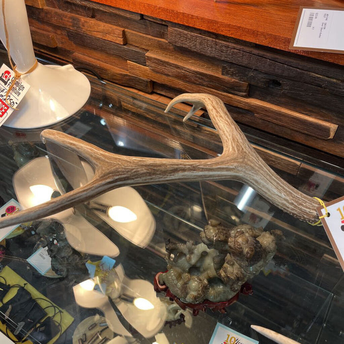 Deer Shed Antler