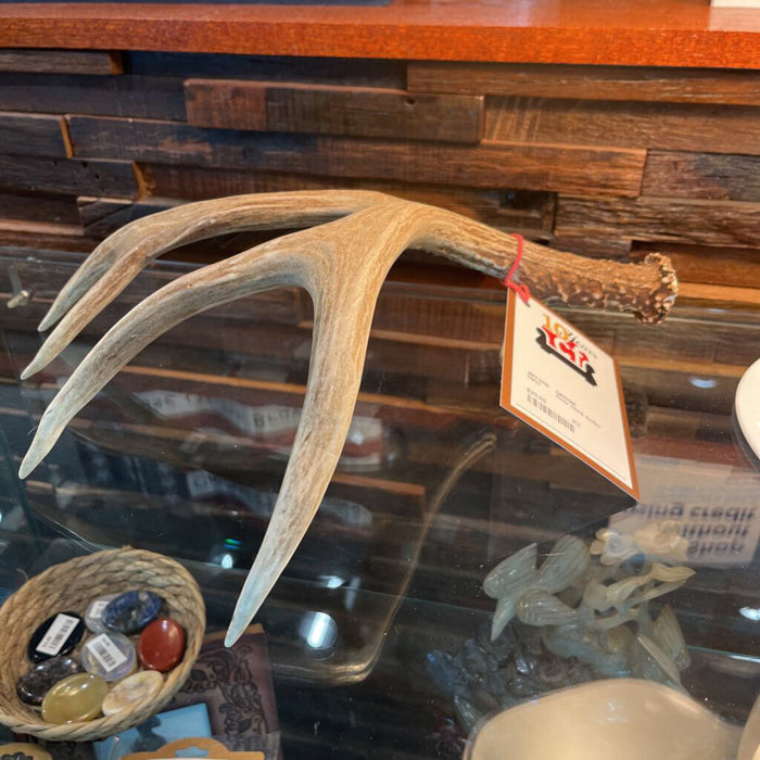 Deer Shed Antler