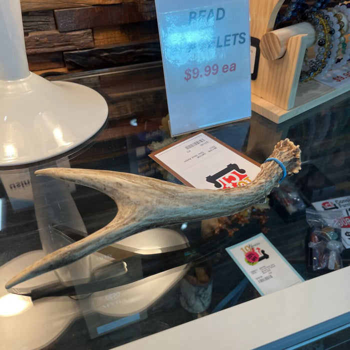 Deer Shed Antler