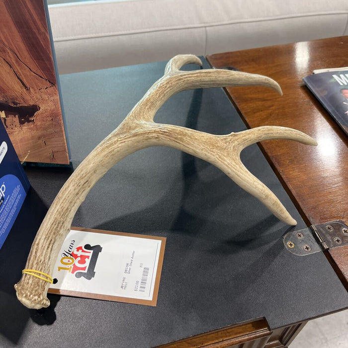 Deer Shed Antler