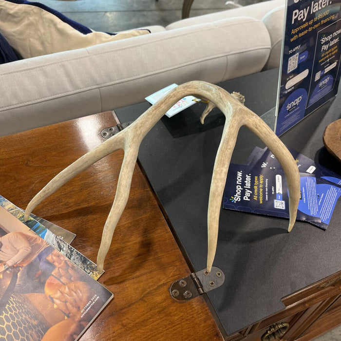 Deer Shed Antler