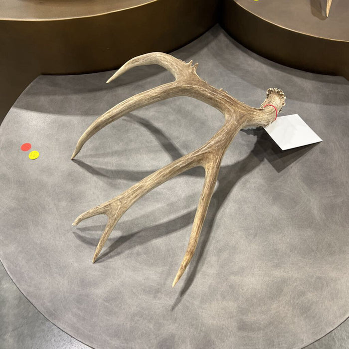 Deer Shed Antler
