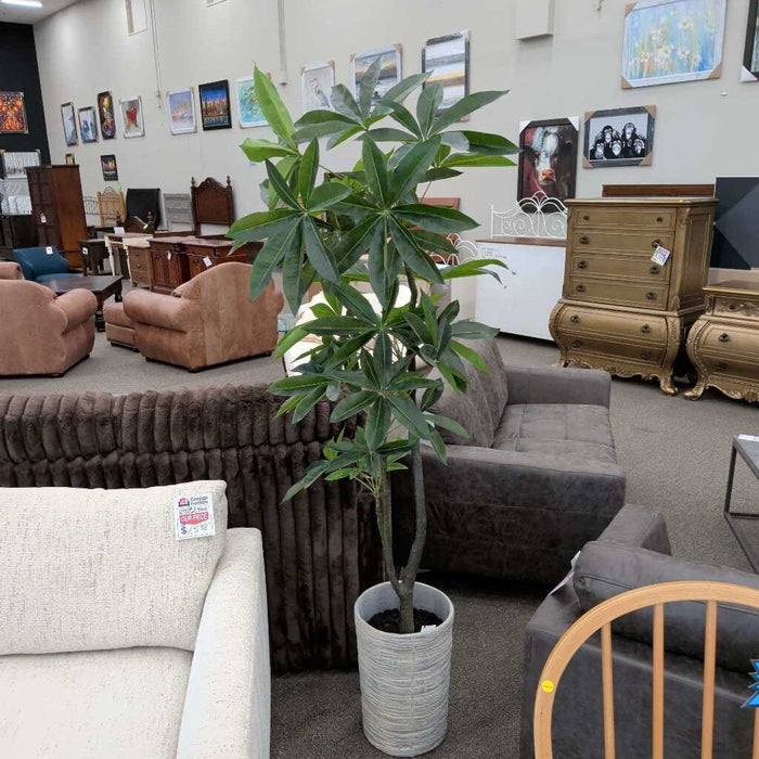 "Pachira Aquatica" Tree in White Pot