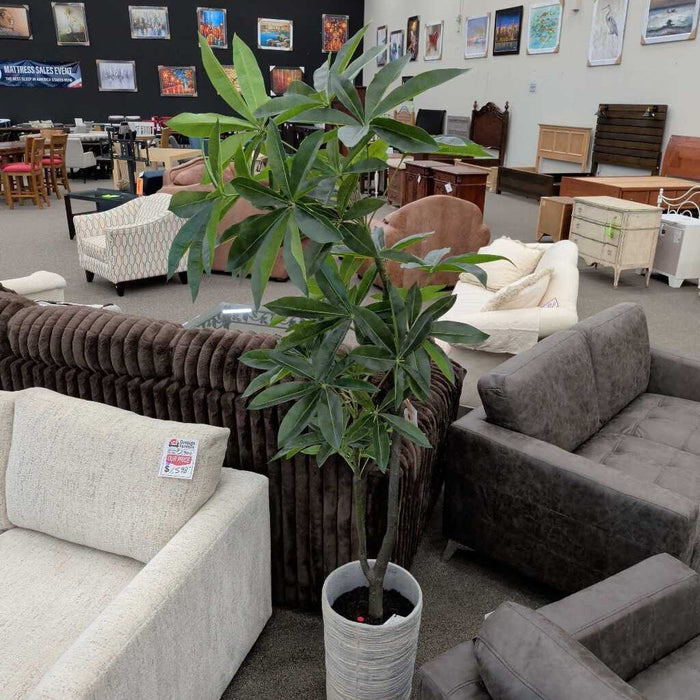 "Pachira Aquatica" Tree in White Pot