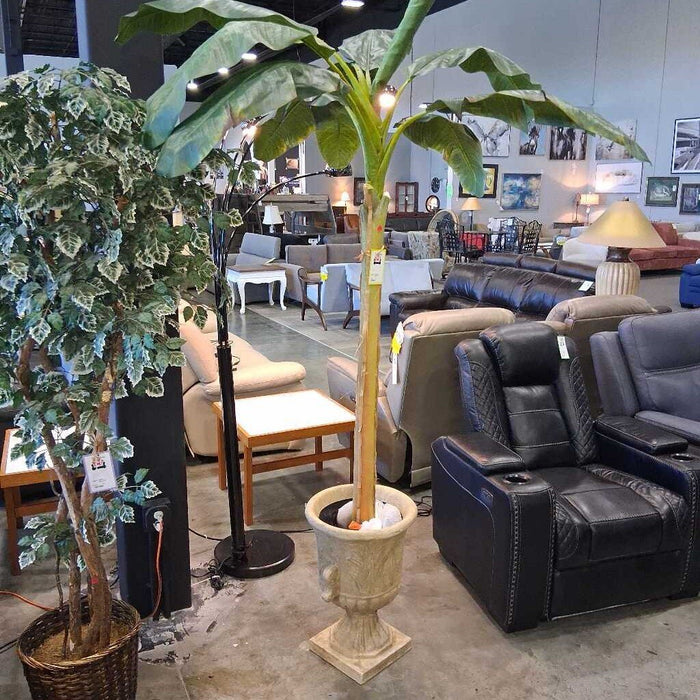 Tall Banana Palm Tree in Pot