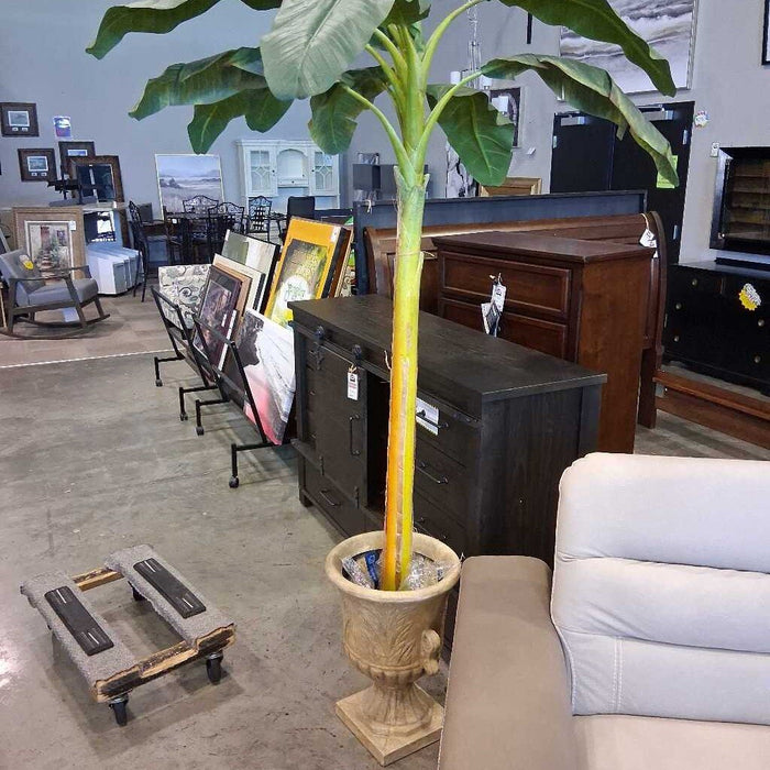 Tall Banana Palm Tree in Pot