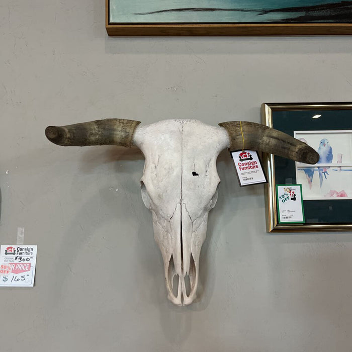 Large Cow Skull