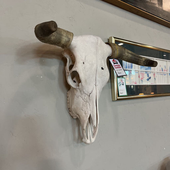 Large Cow Skull