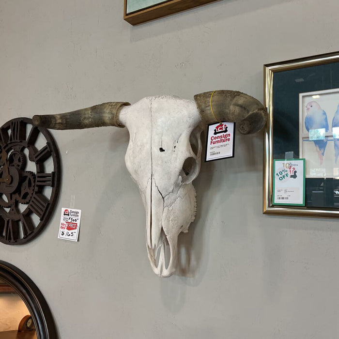 Large Cow Skull