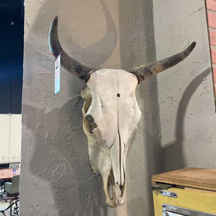 Large Cow Skull