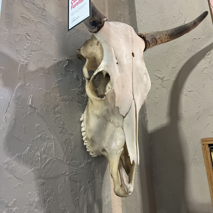 Large Cow Skull
