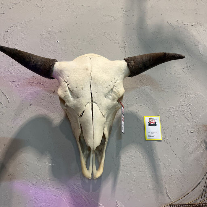 Buffalo Skull Large