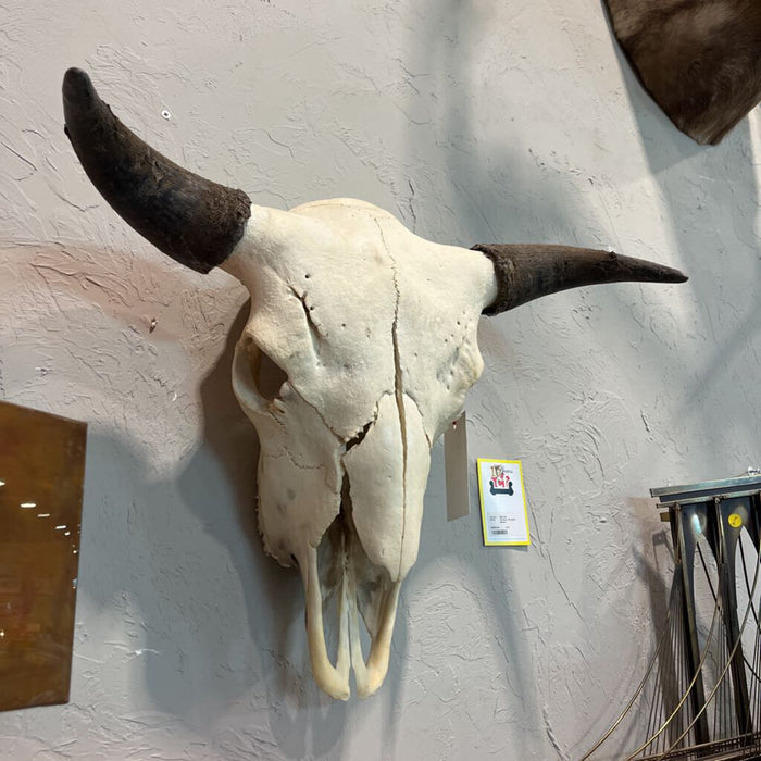 Buffalo Skull Large