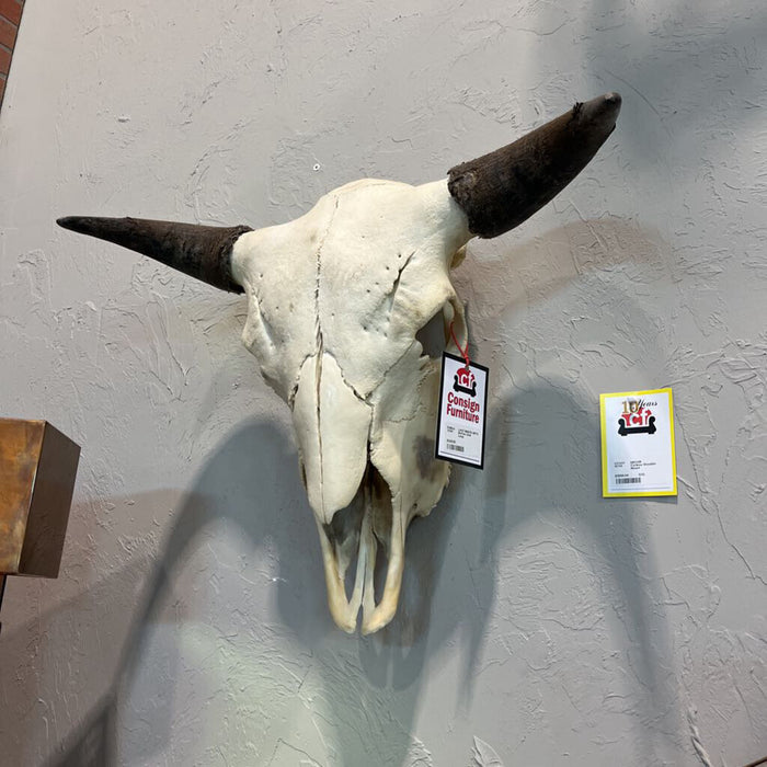 Buffalo Skull Large