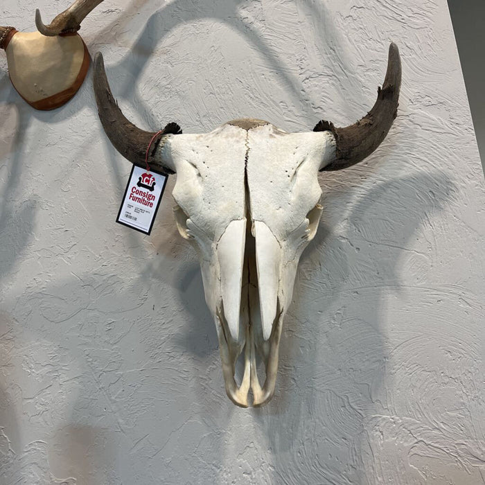 Buffalo Skull Medium