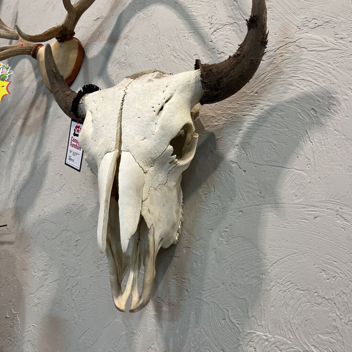 Buffalo Skull Medium